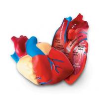 Модель сердца человека (анатомическая)